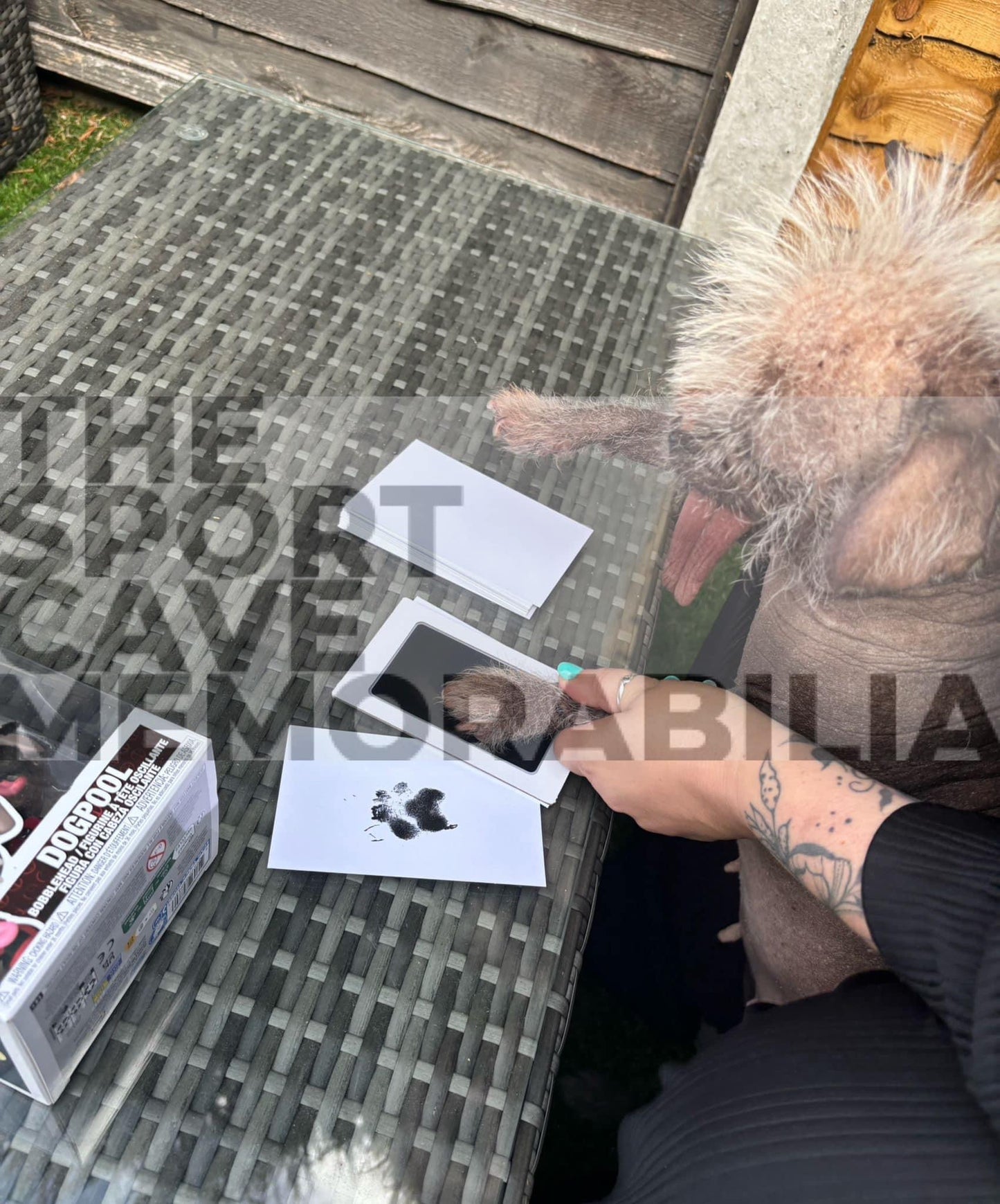 Peggy Aka Dogpool Signed (Pawtograph Paw Print) Deadpool photo montage- Deluxe framed